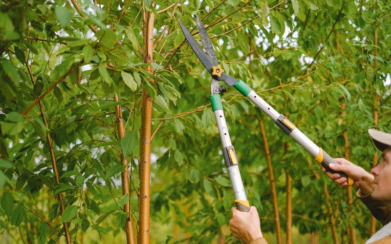 Tree trimming in Primghar, IA